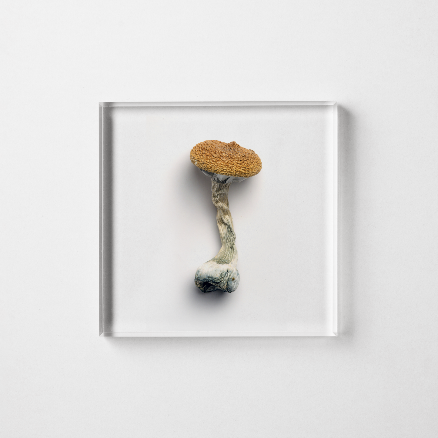 LIONS MAINE MUSHROOM