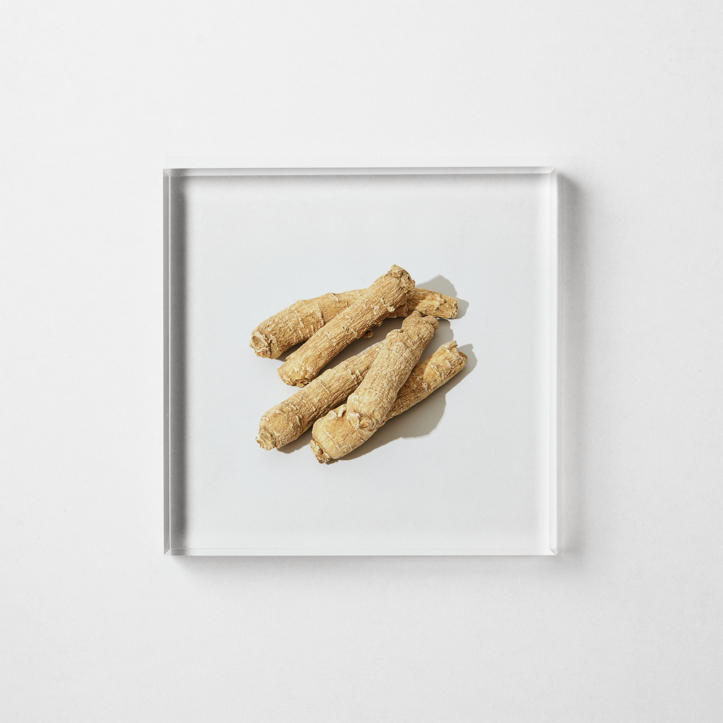 PANAX GINSENG