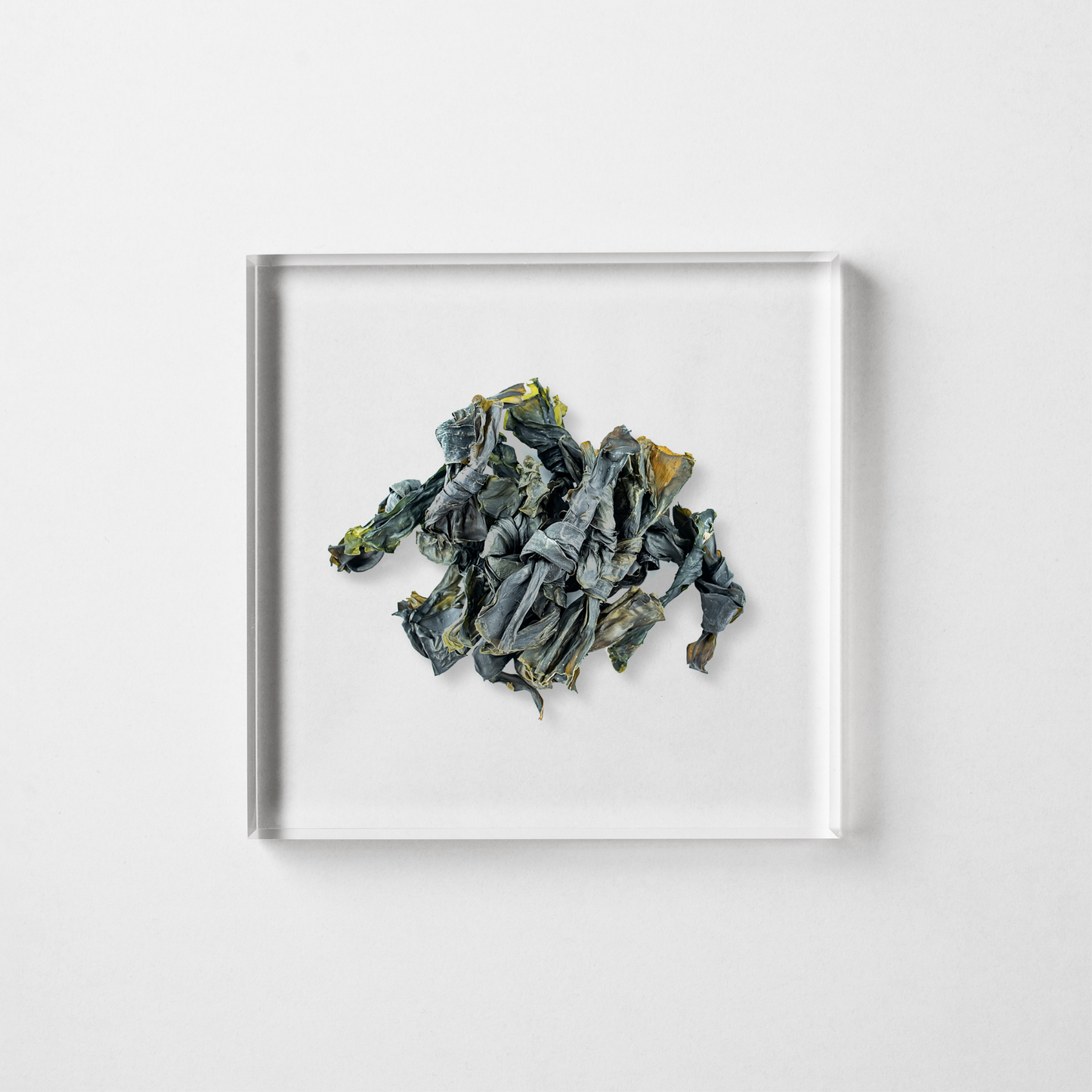 KNOTTED KELP SEAWEED