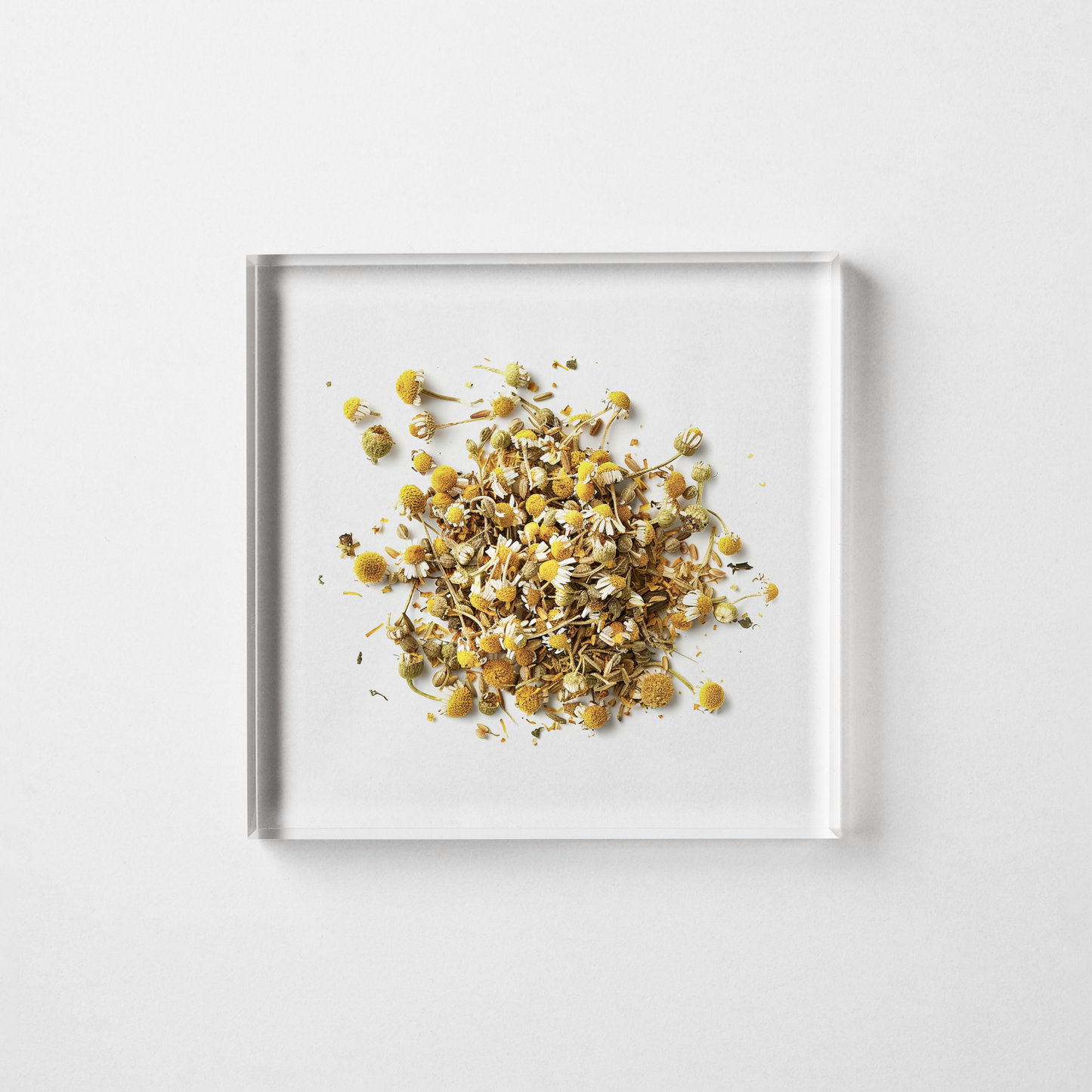 CHAMOMILE