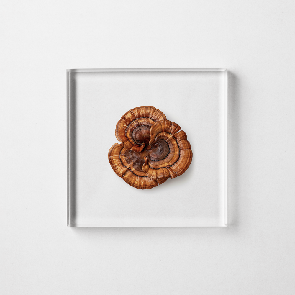 REISHI MUSHROOM