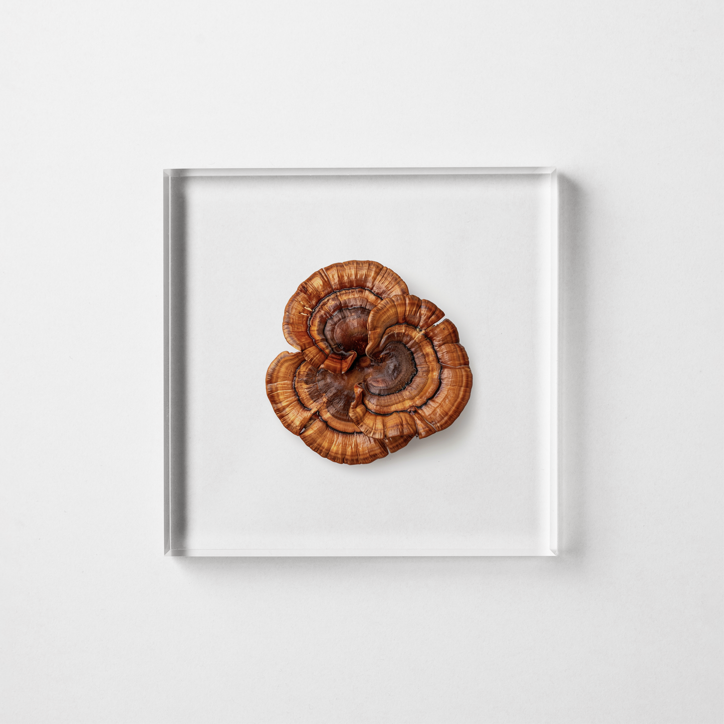 REISHI MUSHROOM