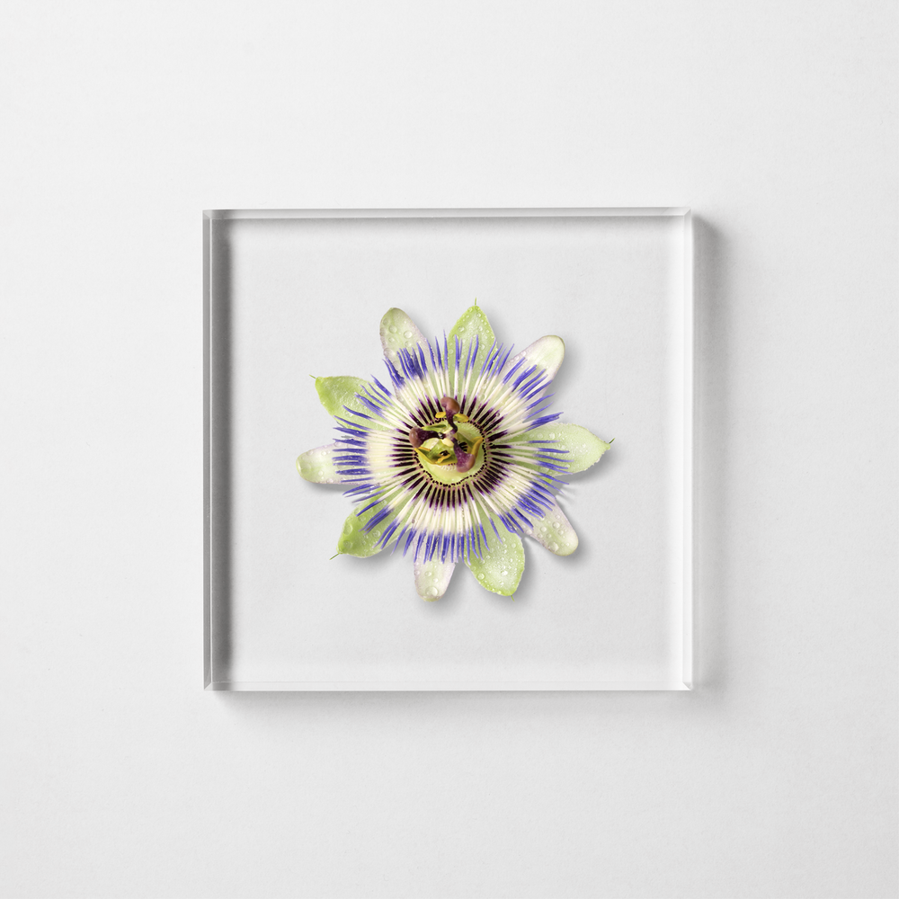BLUE PASSION FLOWER