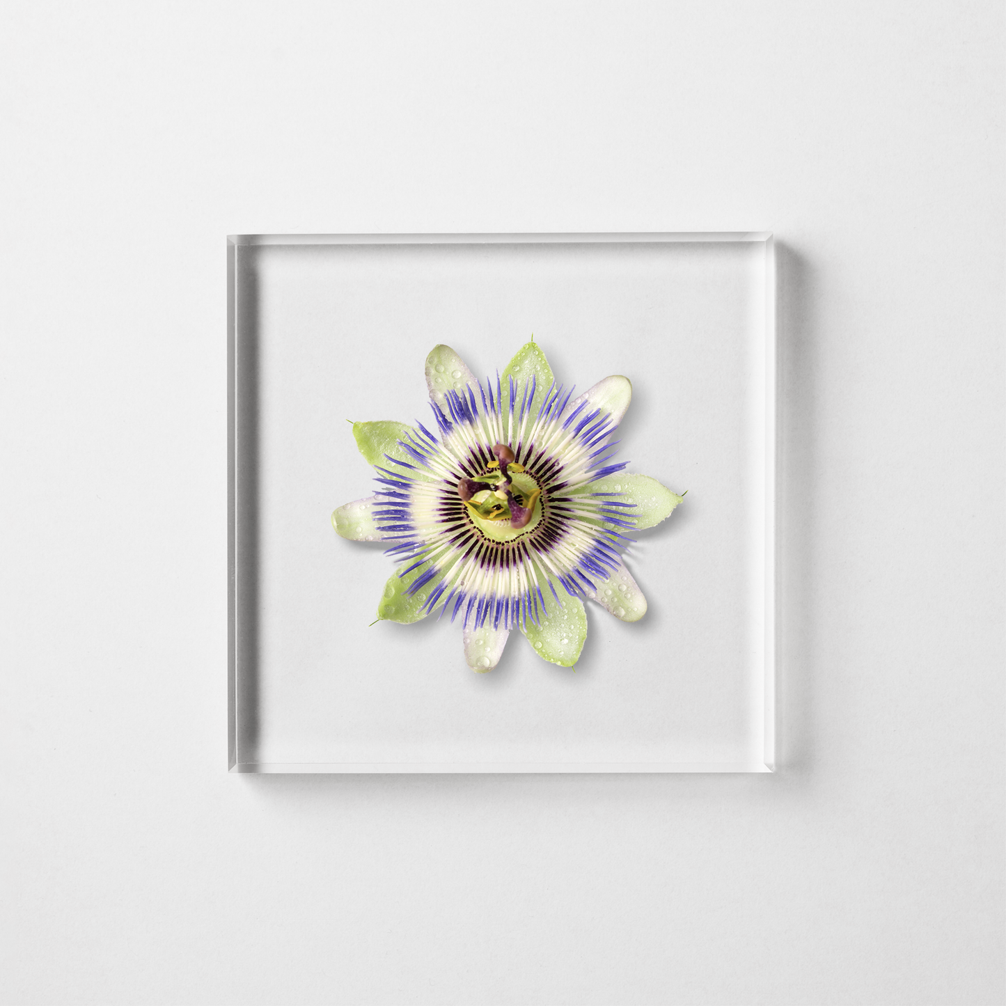 BLUE PASSION FLOWER